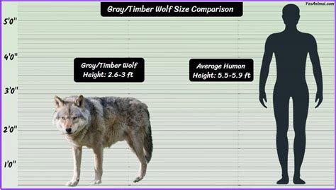 timberwolf size.